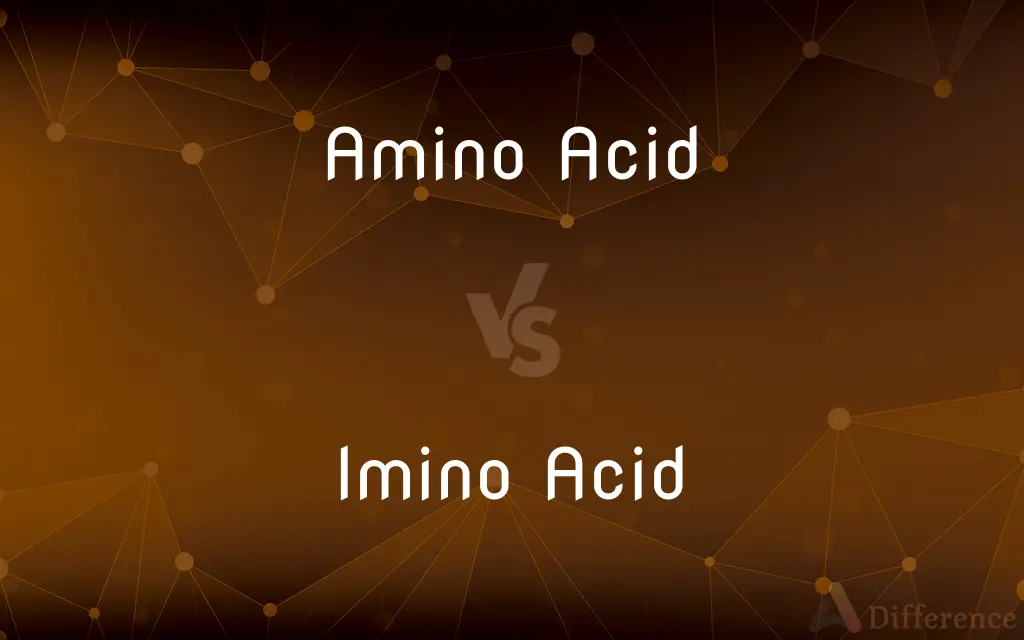 Amino Acid vs. Imino Acid — What's the Difference?