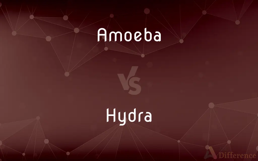 Amoeba vs. Hydra — What's the Difference?