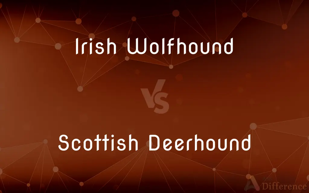 Irish Wolfhound vs. Scottish Deerhound — What's the Difference?