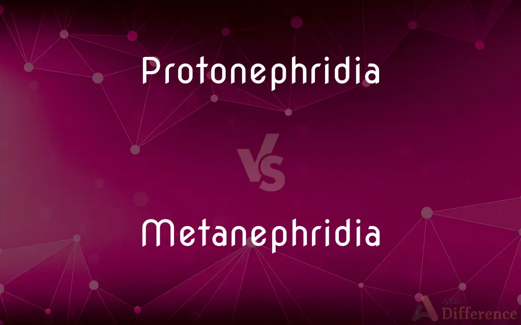 Protonephridia vs. Metanephridia — What's the Difference?