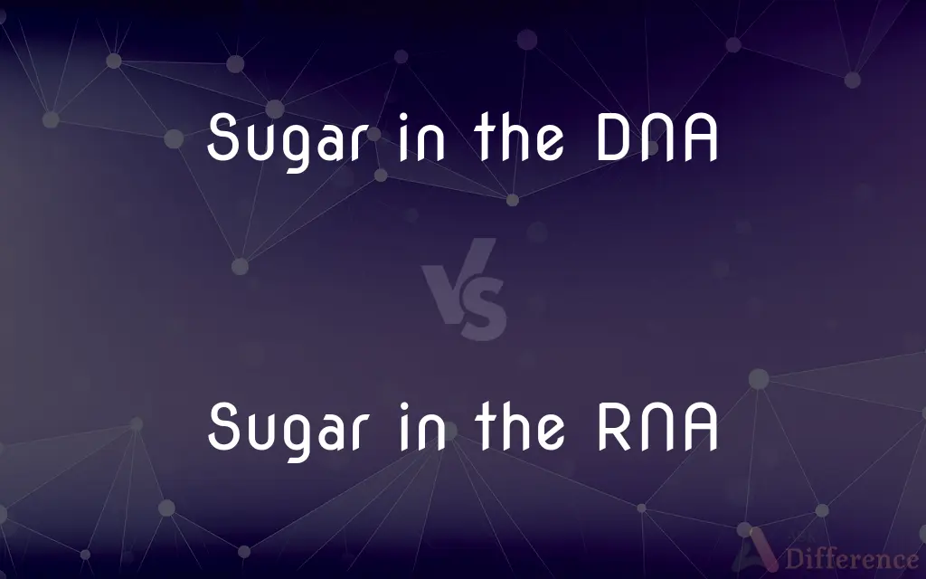 Sugar in the DNA vs. Sugar in the RNA — What's the Difference?