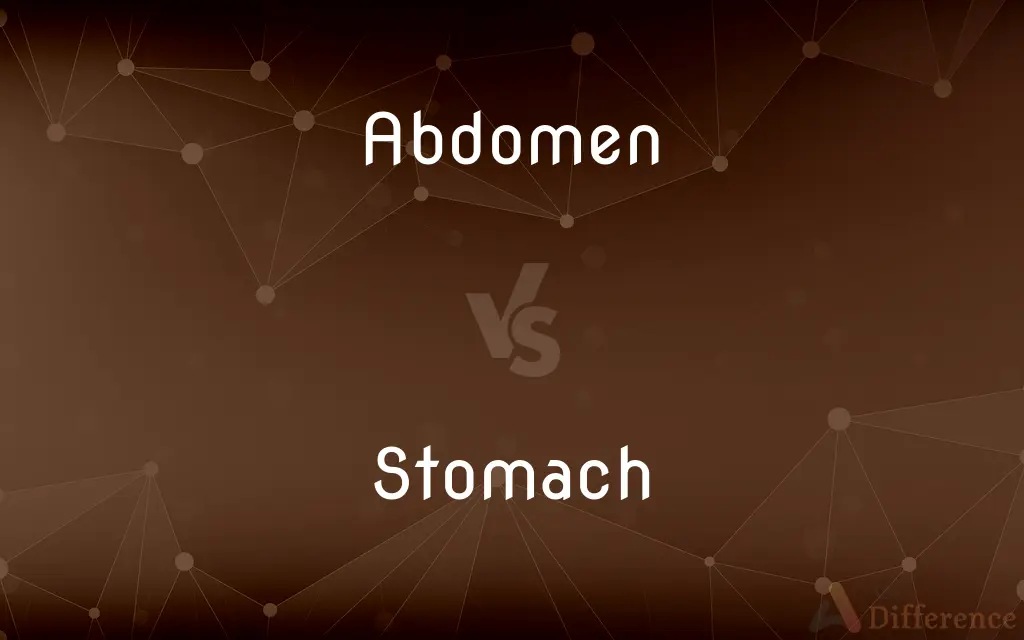 Abdomen vs. Stomach — What's the Difference?