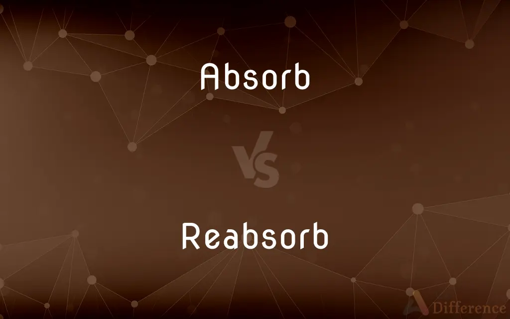 Absorb vs. Reabsorb — What's the Difference?