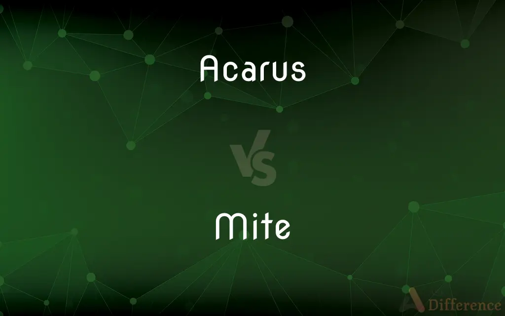 Acarus vs. Mite — What's the Difference?