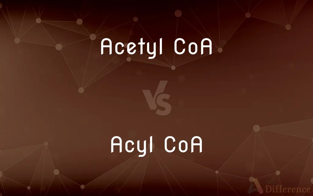 Acetyl CoA vs. Acyl CoA — What's the Difference?