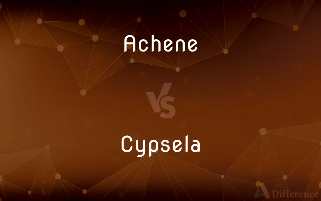 Achene vs. Cypsela — What's the Difference?