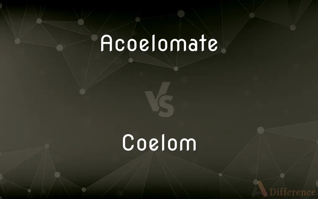 Acoelomate vs. Coelom — What's the Difference?