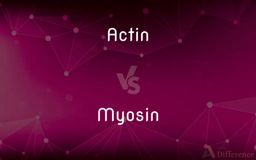 Actin vs. Myosin — What's the Difference?