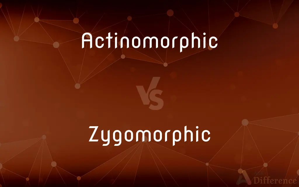 Actinomorphic vs. Zygomorphic — What's the Difference?