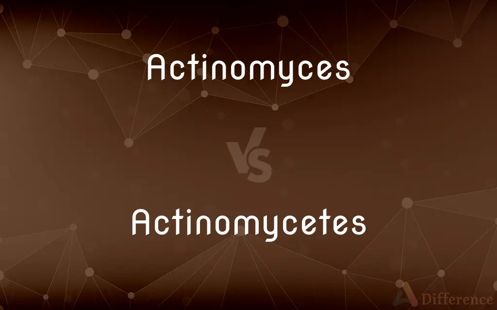 Actinomyces vs. Actinomycetes — What's the Difference?