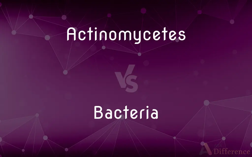 Actinomycetes vs. Bacteria — What's the Difference?