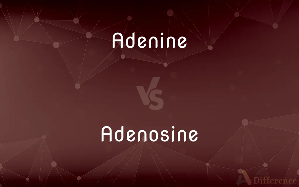 Adenine vs. Adenosine — What's the Difference?