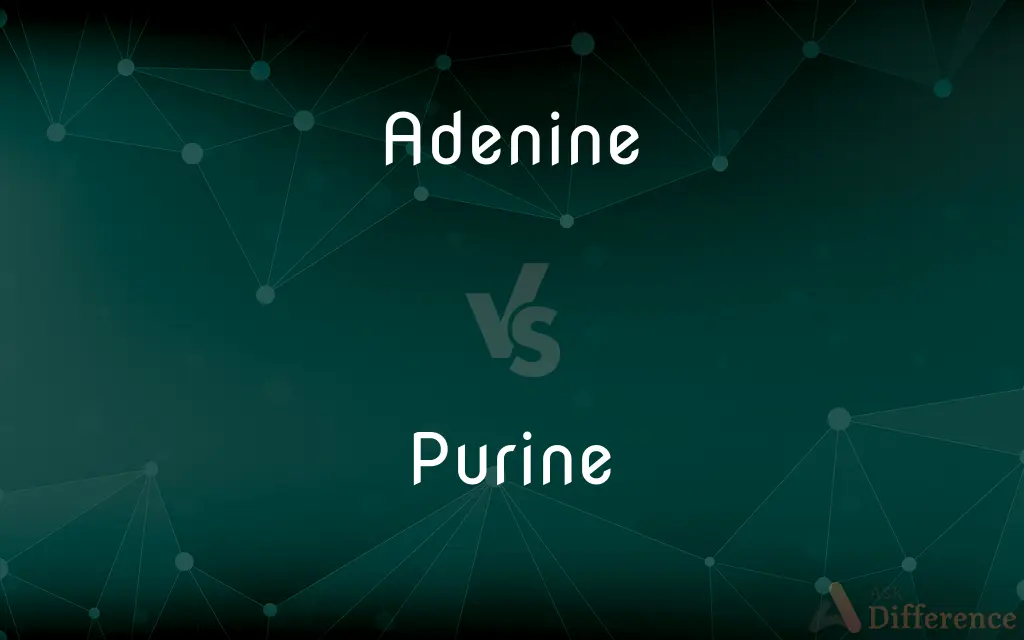 Adenine vs. Purine — What's the Difference?