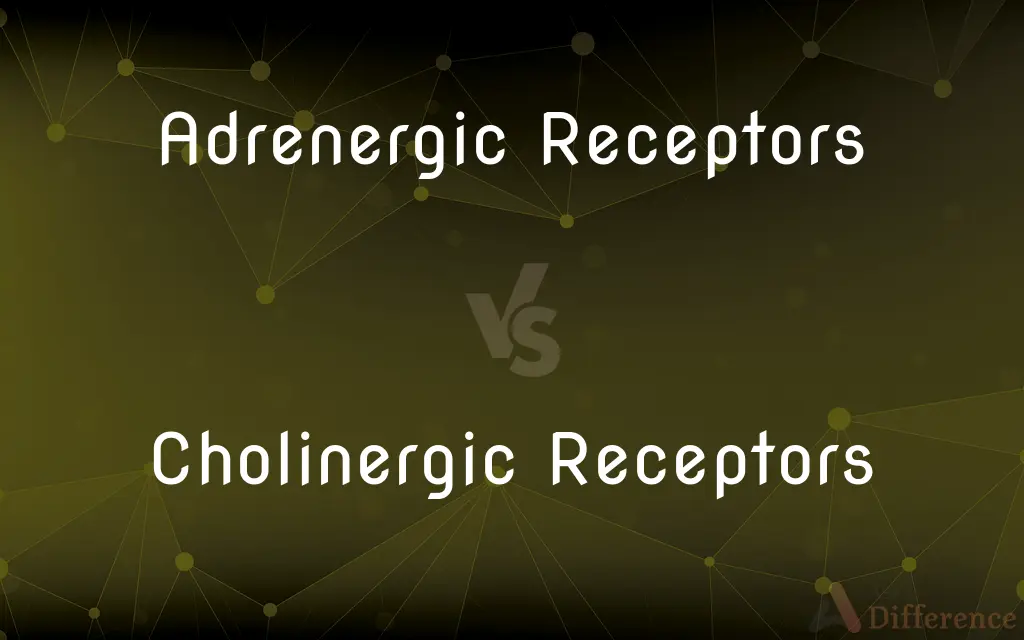 Adrenergic Receptors vs. Cholinergic Receptors — What's the Difference?