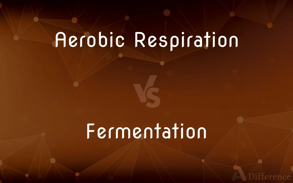 Aerobic Respiration vs. Fermentation — What's the Difference?