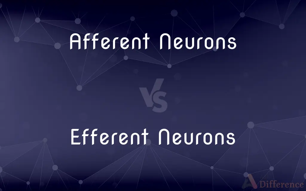 Afferent Neurons vs. Efferent Neurons — What's the Difference?