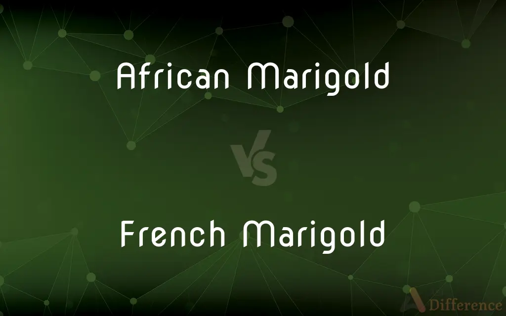 African Marigold vs. French Marigold — What's the Difference?