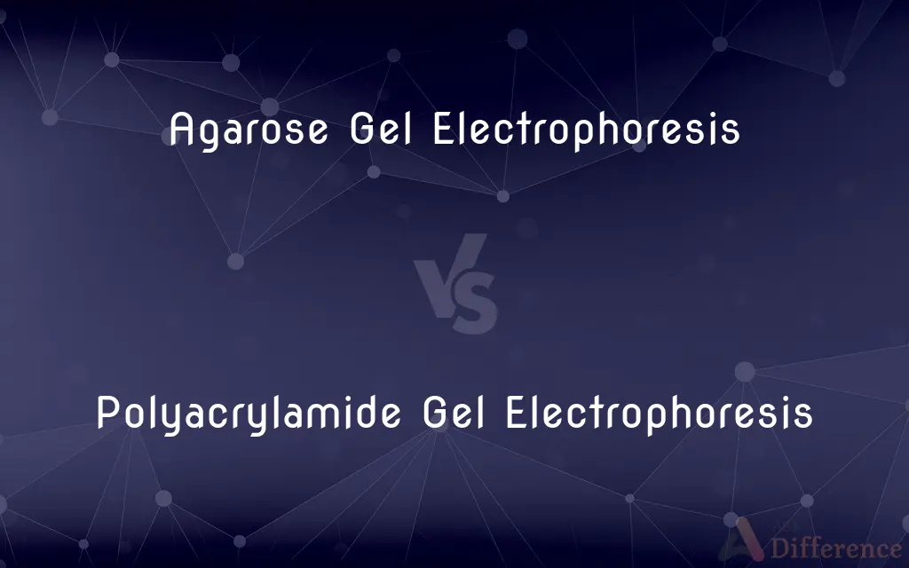 Agarose Gel Electrophoresis vs. Polyacrylamide Gel Electrophoresis — What's the Difference?
