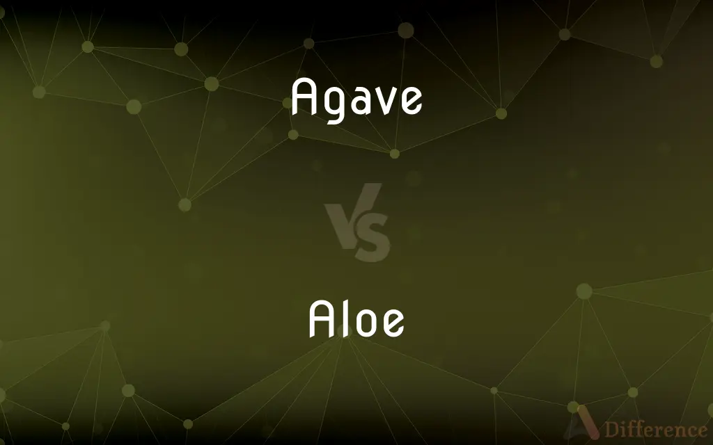Agave vs. Aloe — What's the Difference?