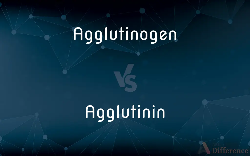 Agglutinogen vs. Agglutinin — What's the Difference?