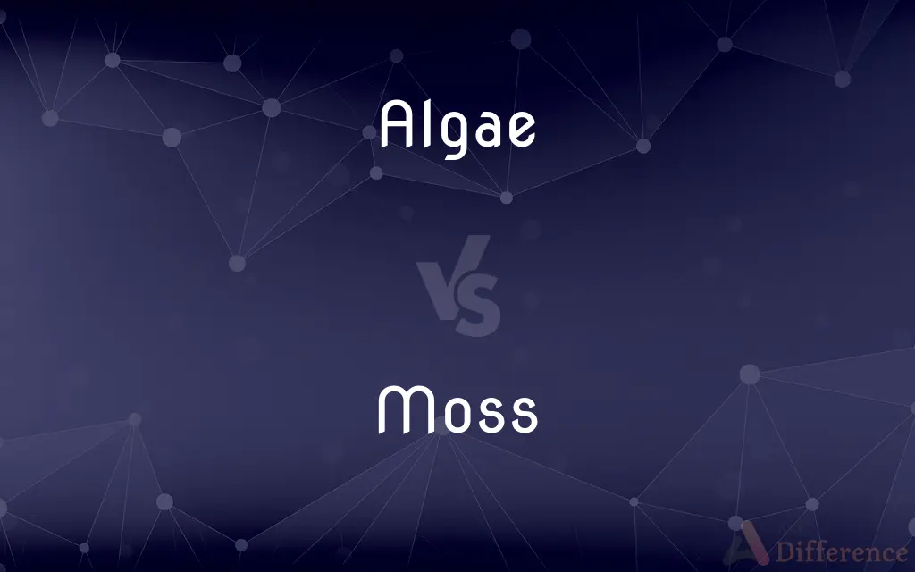 Algae vs. Moss — What's the Difference?