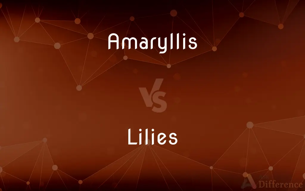 Amaryllis vs. Lilies — What's the Difference?