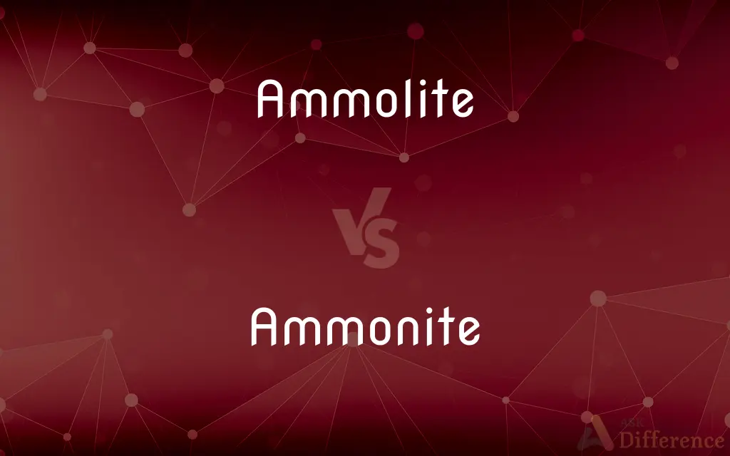 Ammolite vs. Ammonite — What's the Difference?