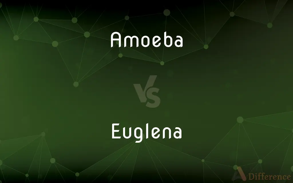 Amoeba vs. Euglena — What's the Difference?