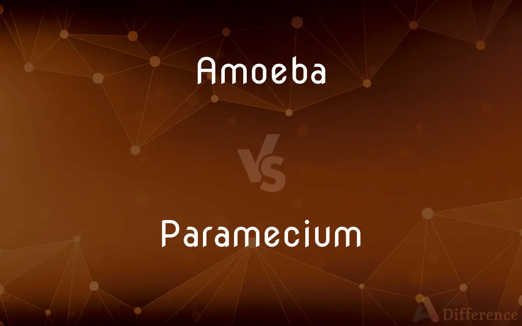 Amoeba vs. Paramecium — What's the Difference?