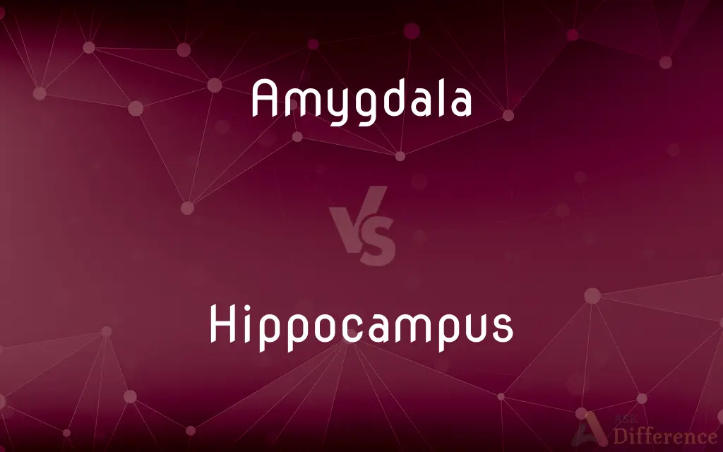 Amygdala vs. Hippocampus — What's the Difference?