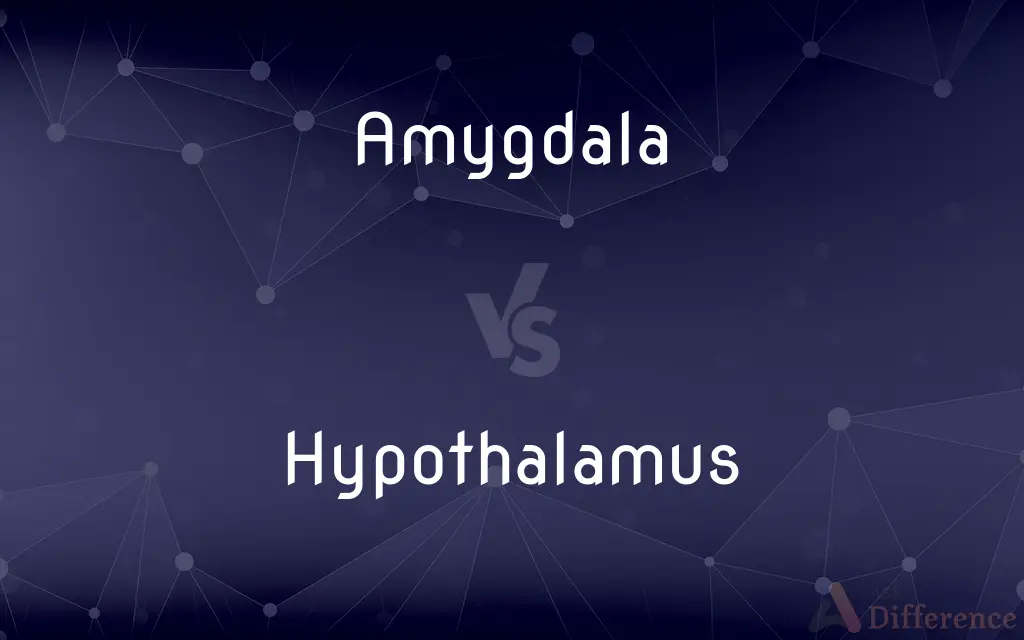 Amygdala vs. Hypothalamus — What's the Difference?