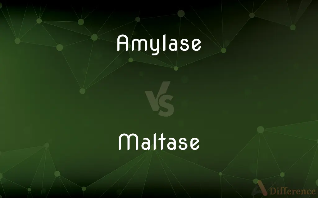 Amylase vs. Maltase — What's the Difference?