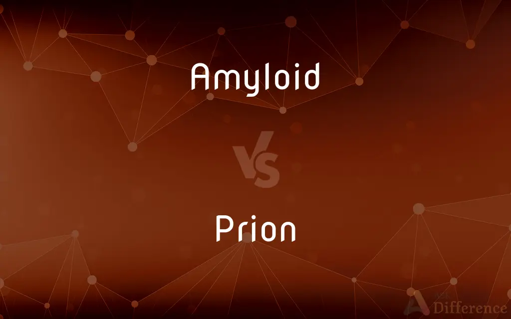 Amyloid vs. Prion — What's the Difference?