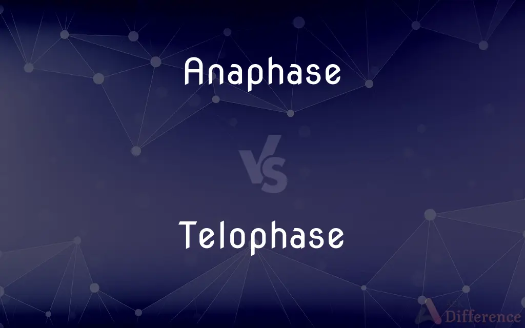 Anaphase vs. Telophase — What's the Difference?