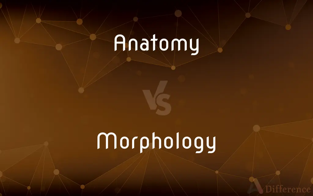 Anatomy vs. Morphology — What's the Difference?