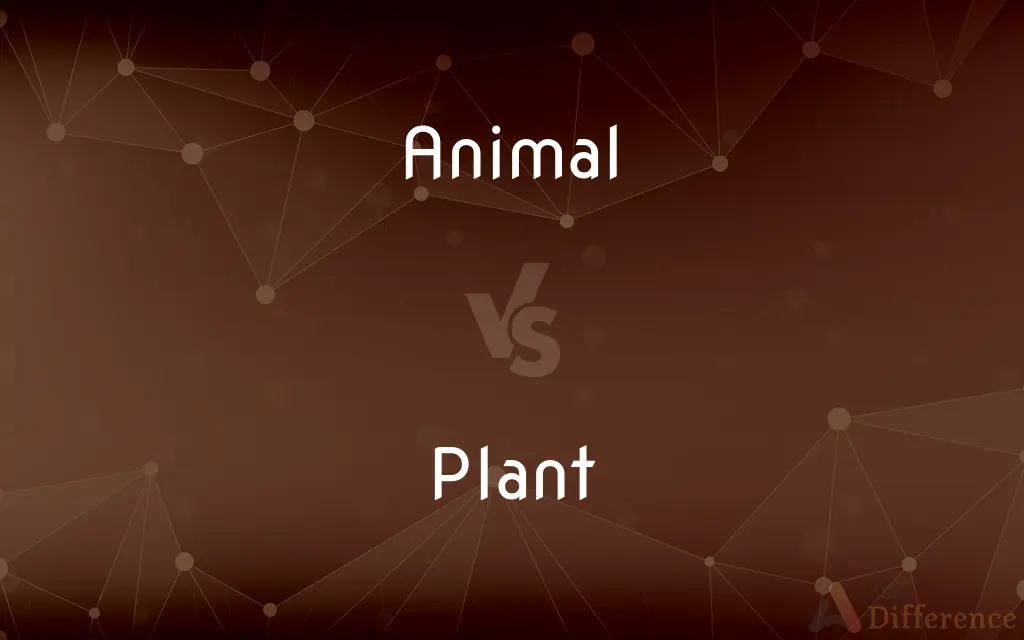 Animal vs. Plant — What's the Difference?