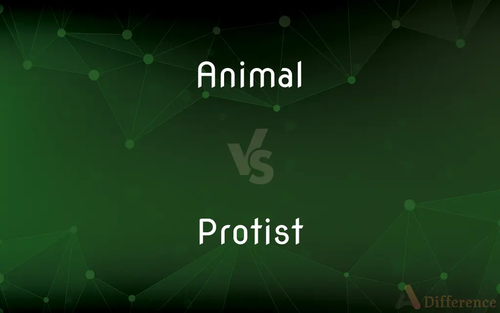 Animal vs. Protist — What's the Difference?