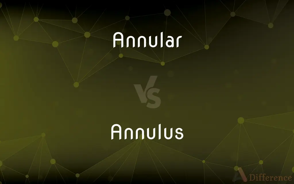 Annular vs. Annulus — What's the Difference?