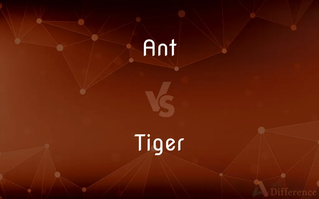 Ant vs. Tiger — What's the Difference?