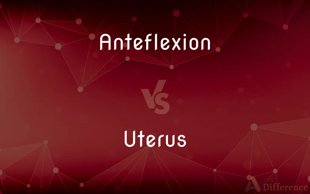 Anteflexion vs. Uterus — What's the Difference?