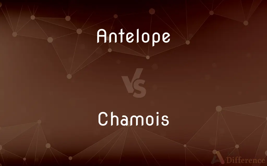 Antelope vs. Chamois — What's the Difference?