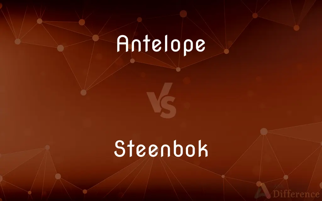 Antelope vs. Steenbok