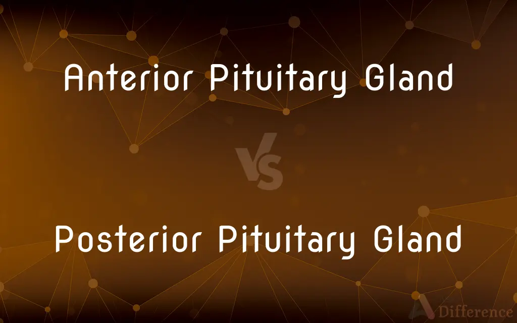 Anterior Pituitary Gland vs. Posterior Pituitary Gland — What's the Difference?