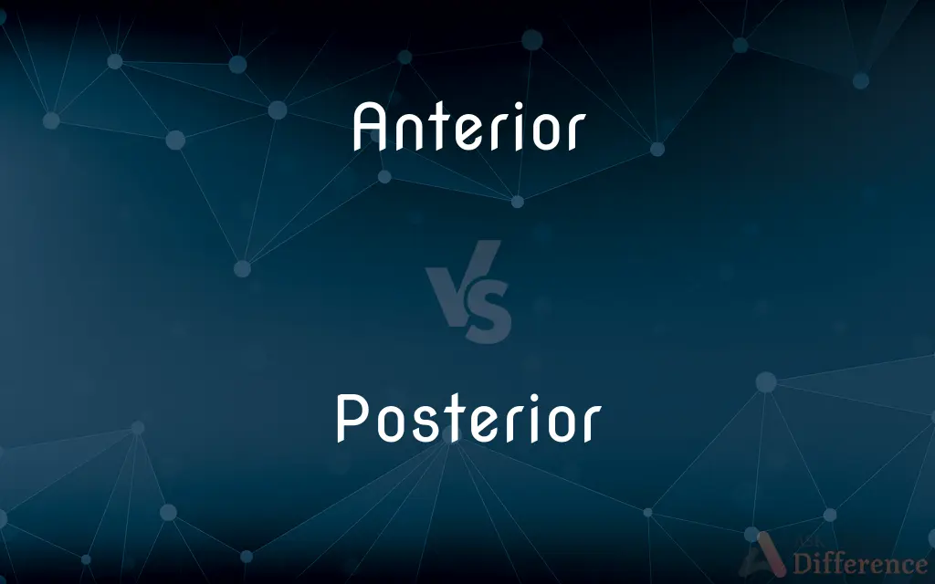 Anterior vs. Posterior — What's the Difference?