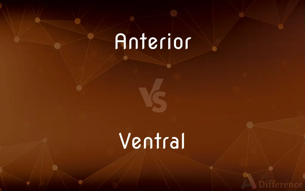 Anterior vs. Ventral — What's the Difference?