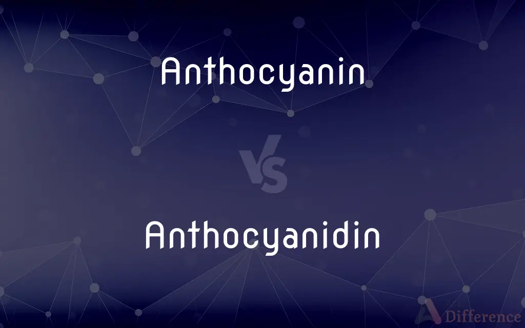 Anthocyanin vs. Anthocyanidin — What's the Difference?