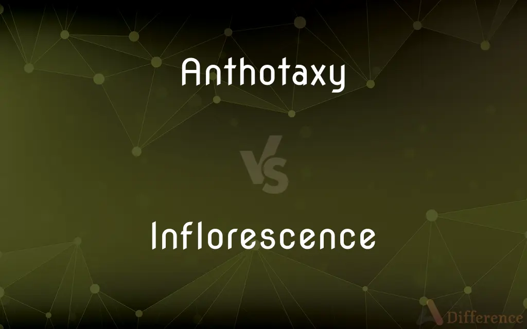 Anthotaxy vs. Inflorescence — What's the Difference?