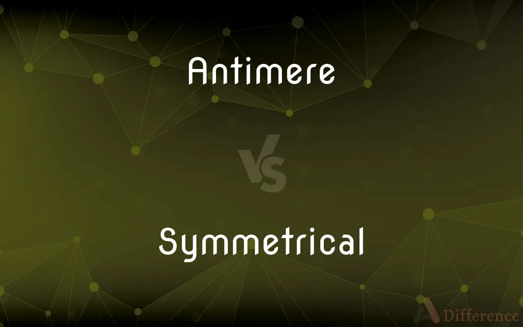 Antimere vs. Symmetrical — What's the Difference?