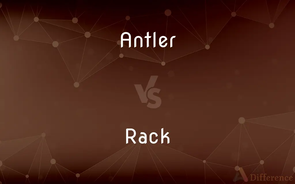 Antler vs. Rack — What's the Difference?