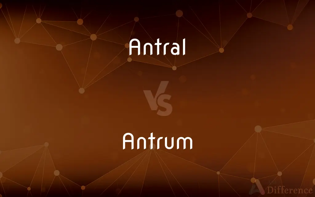Antral vs. Antrum — What's the Difference?
